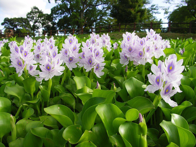 Bèo tây (lục bình) (Eichhornia crassipes)