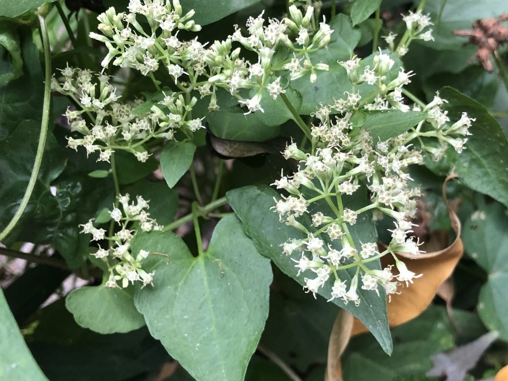 Cúc leo (Mikania micrantha)